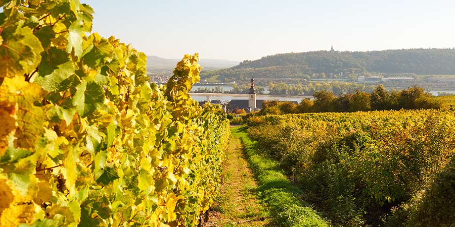 Discovering Rüdesheim