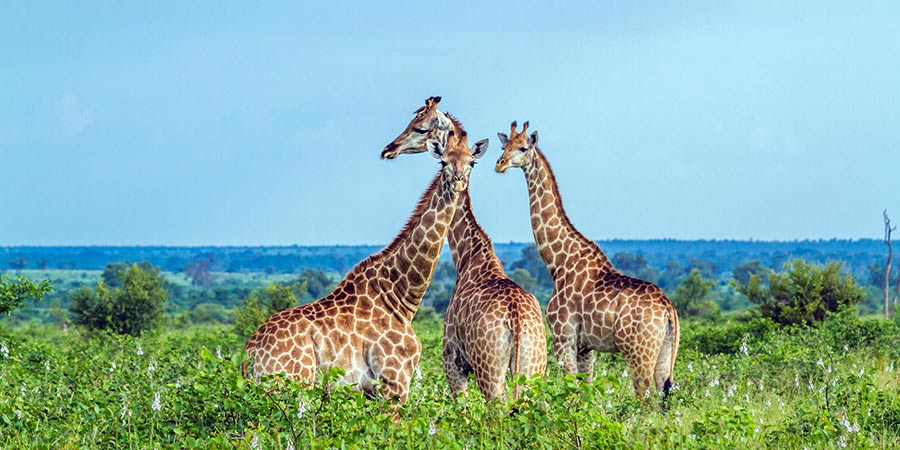 Spotting wildlife on game drives in Kruger National Park