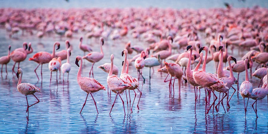 Witnessing stunning scenes of pink flamingos on Lake Nakuru