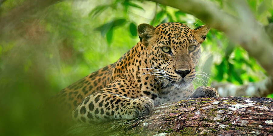 Leopard