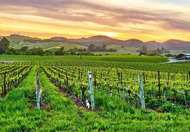 Vineyard at sunset, California
